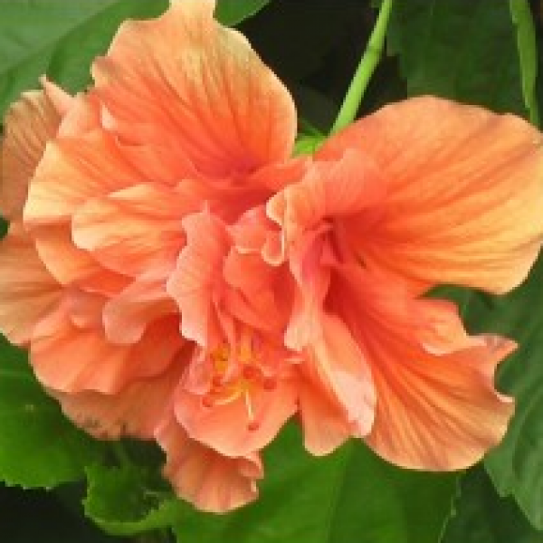 Hibiscus Orange Double Plant - Jaswand, Gudhal